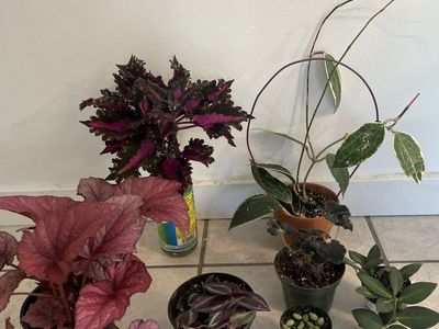 Houseplants