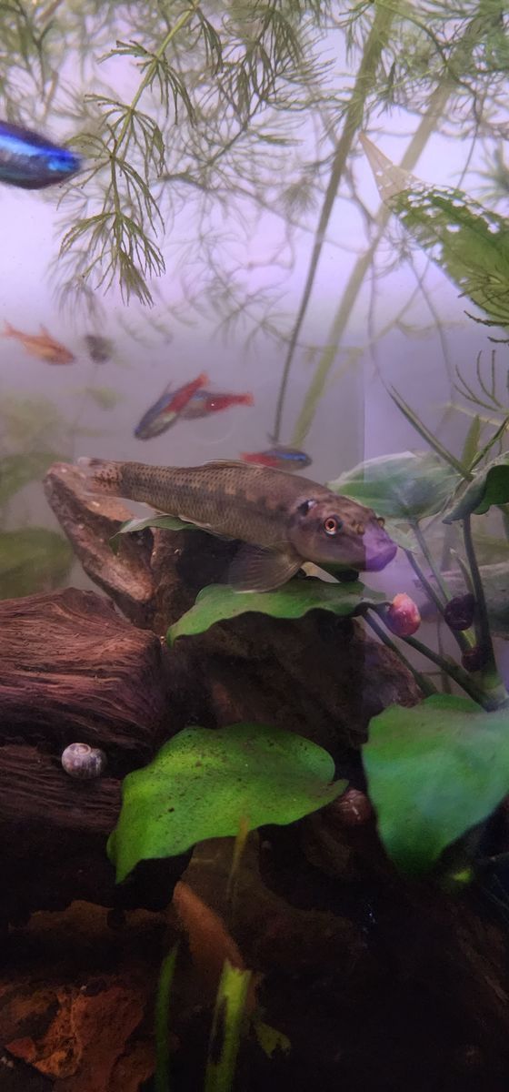 Free Chinese algae eater