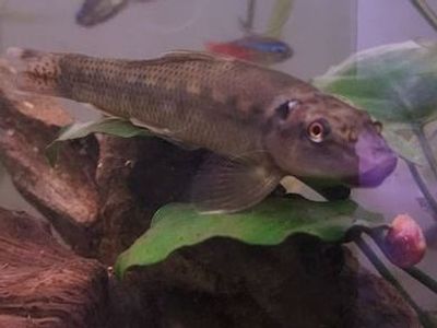 Free Chinese algae eater