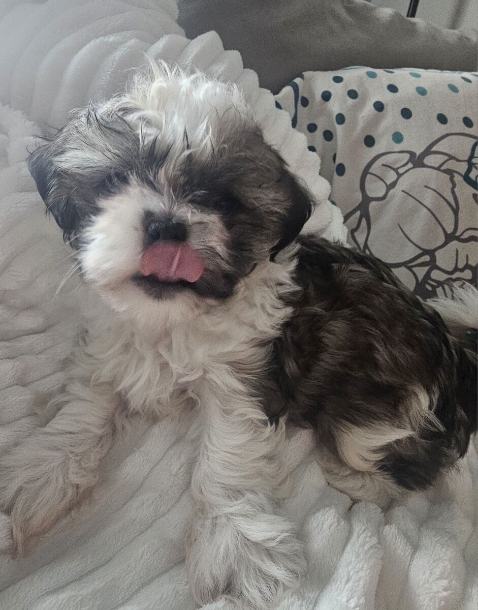 Shih Tzu puppy