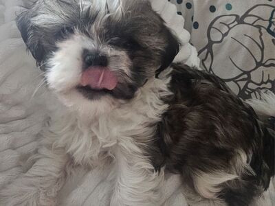 Shih Tzu puppy