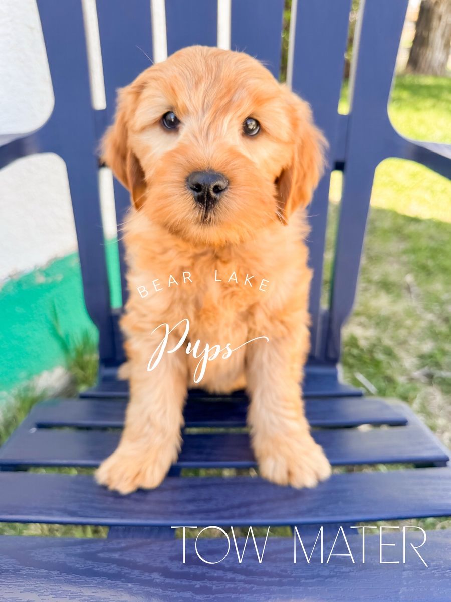 Mini Goldendoodles Ready to go home!!