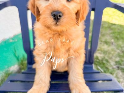 Mini Goldendoodles Ready to go home!!