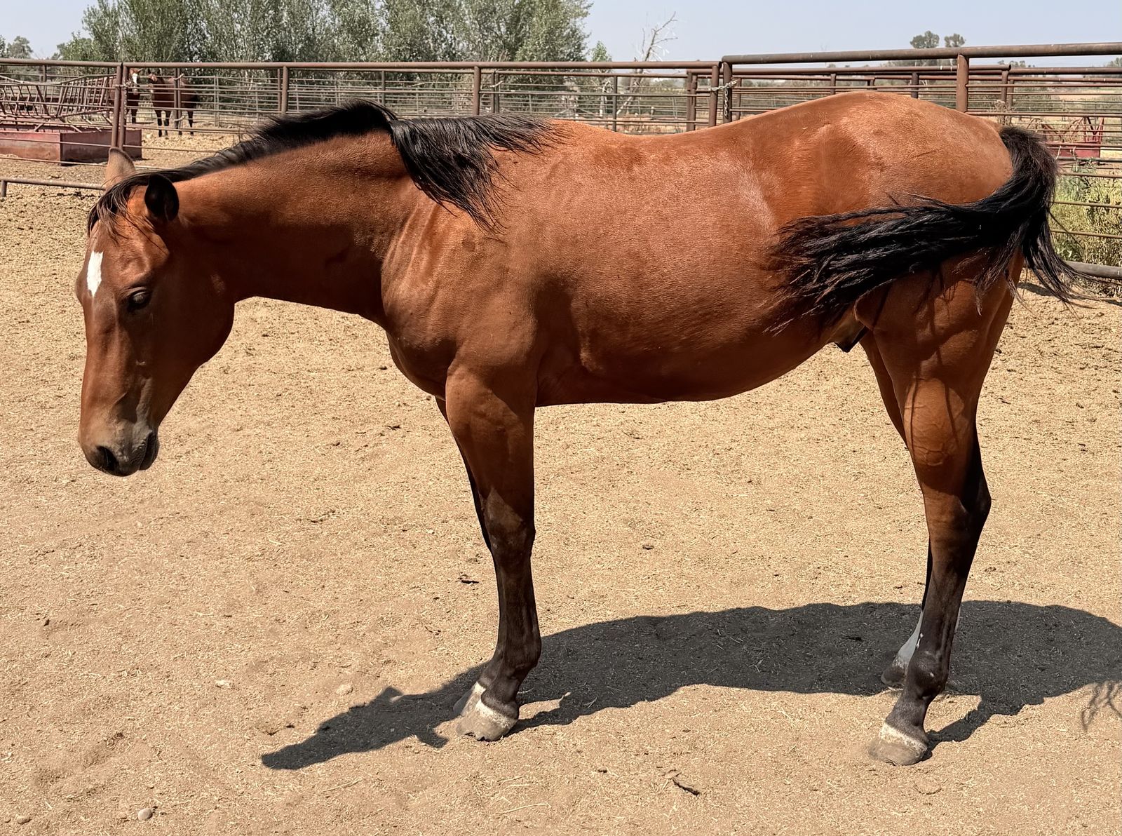 2025 AQHA Bay Gelding "Jibblets"