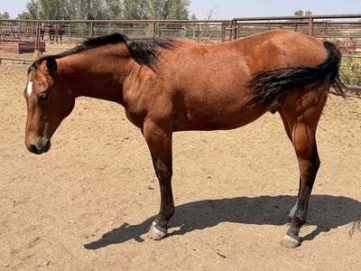 2025 AQHA Bay Gelding "Jibblets"