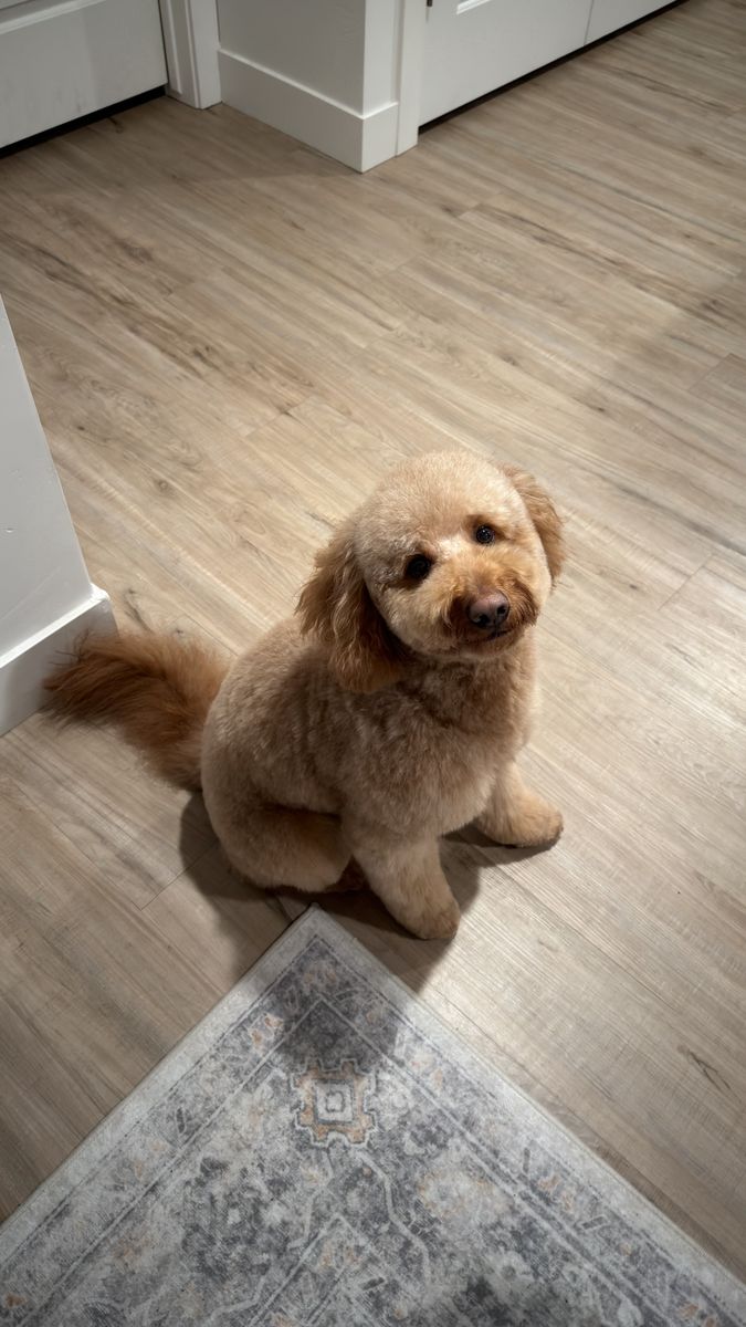 Rehoming 3 Year Old Mini Goldendoodle