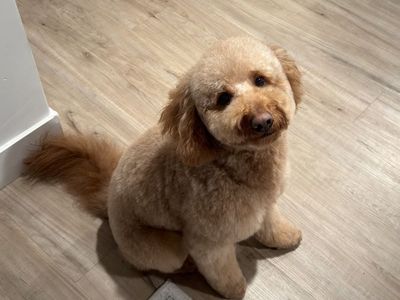 Rehoming 3 Year Old Mini Goldendoodle