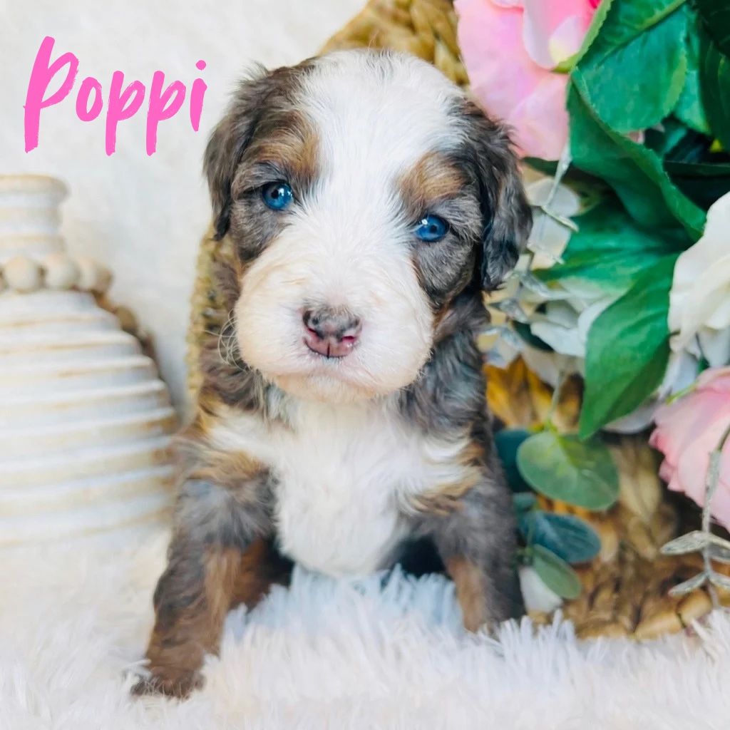 Rare Blue Eyed Micro/Mini Bernedoodle