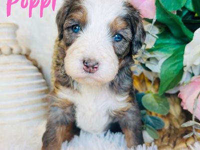 Rare Blue Eyed Micro/Mini Bernedoodle