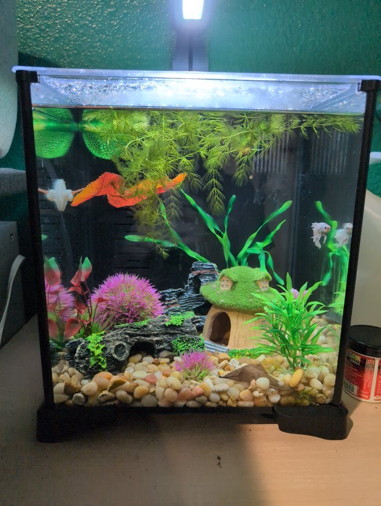 fluval betta tank, and halfmoon betta