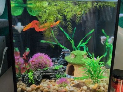 fluval betta tank, and halfmoon betta