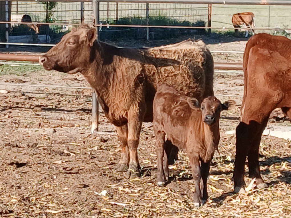 hiefer an hifer calf