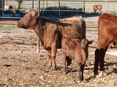 hiefer an hifer calf