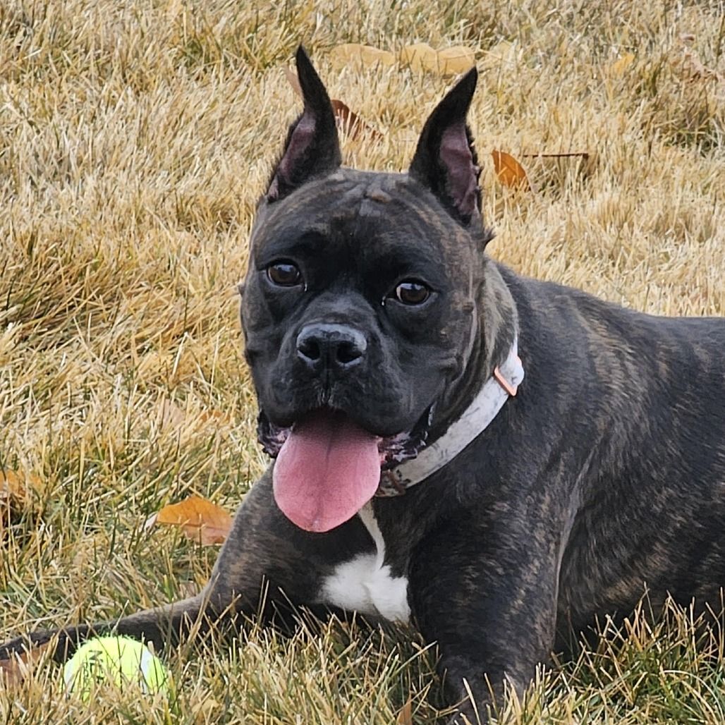 Hello my name is Raider