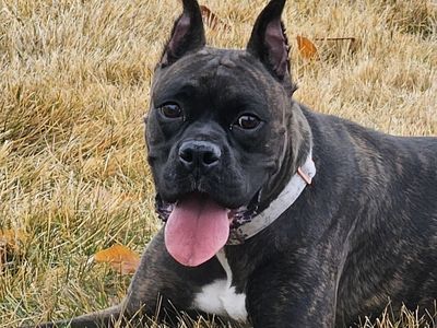 Hello my name is Raider