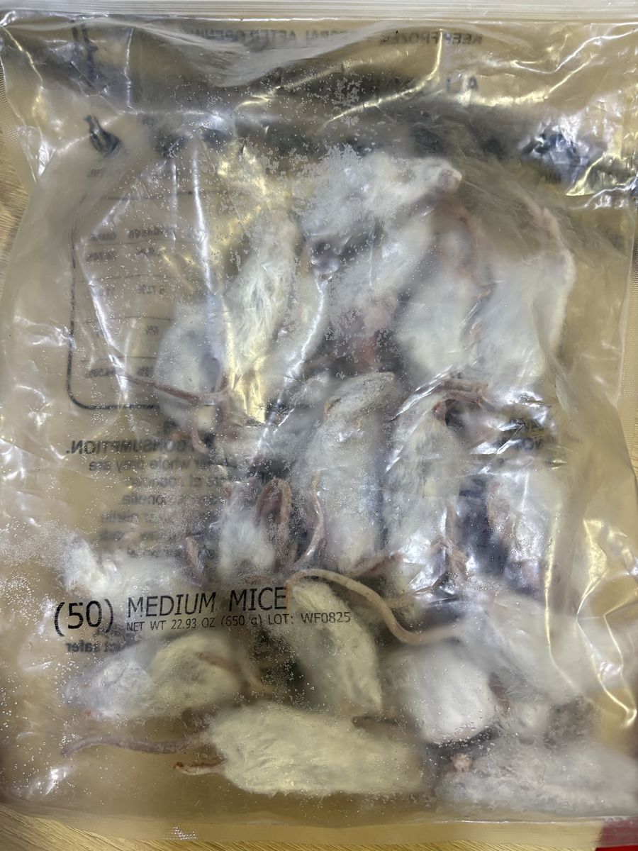 Frozen Medium Feeder Mice - 70 Count, for Reptile/Pet Food