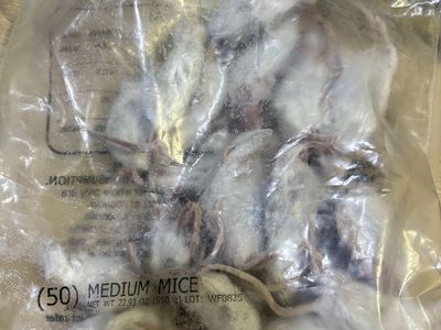 Frozen Medium Feeder Mice - 70 Count, for Reptile/Pet Food