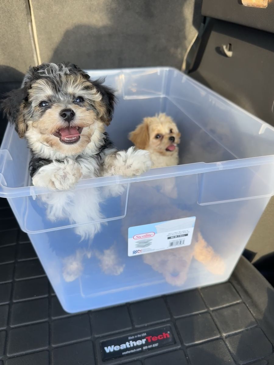 Tiny toy Maltipoo and Yorkiepoo Puppy - Hypoallergenic, Ready for New Homes Maltese Poodle Yorkie 2-3 lbs at 2months
