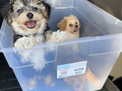 Tiny toy Maltipoo and Yorkiepoo Puppy - Hypoallergenic, Ready for New Homes Maltese Poodle Yorkie 2-3 lbs at 2months