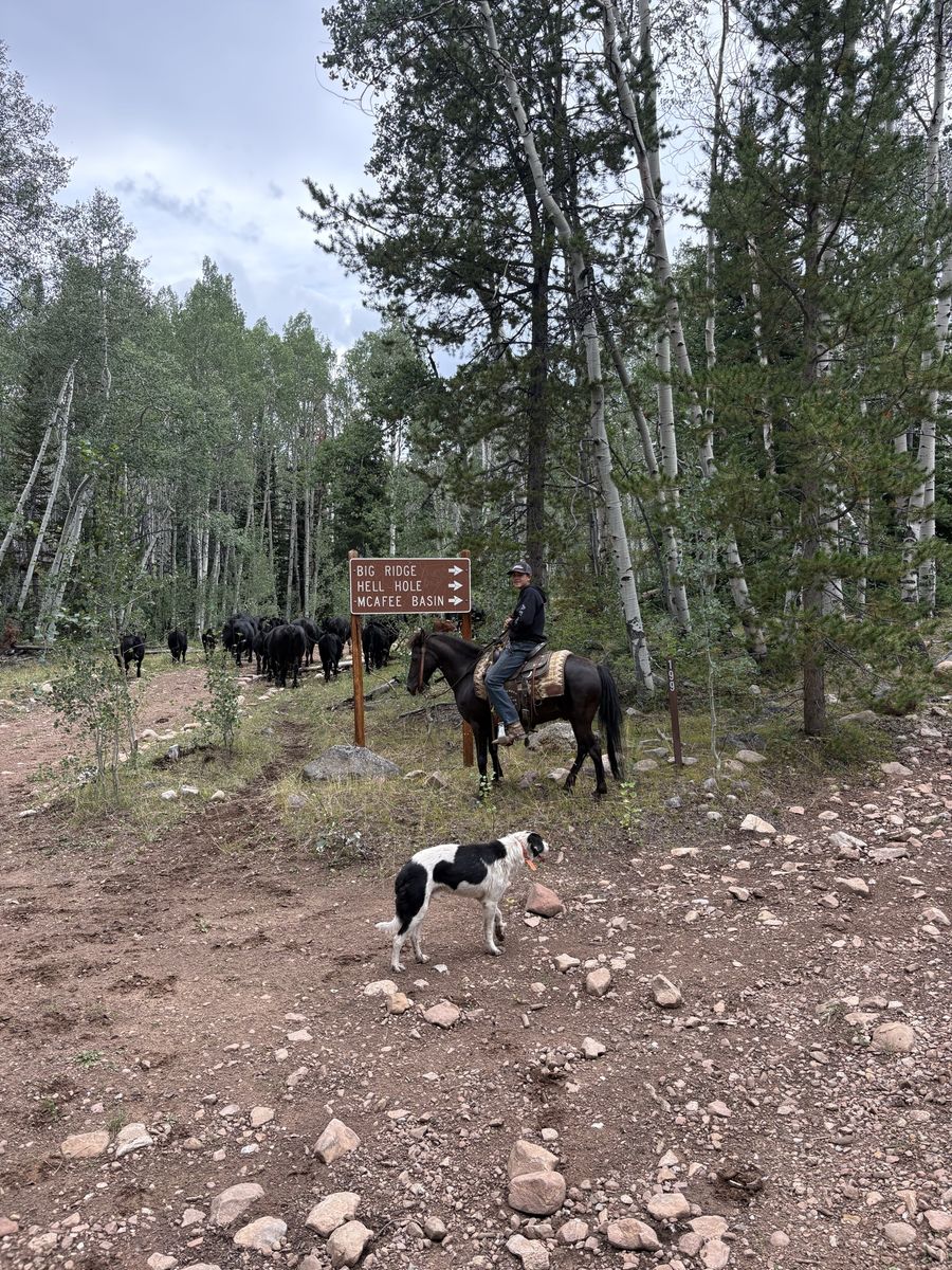 7 year old Welch Pony