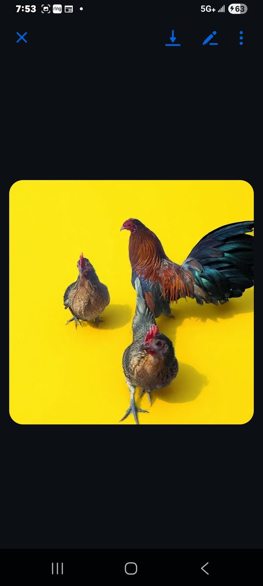 In search of a long tailed old english game BANTAM ROOSTER.