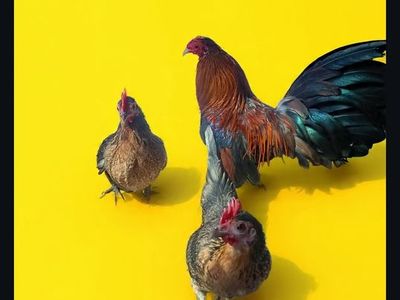 In search of a long tailed old english game BANTAM ROOSTER.