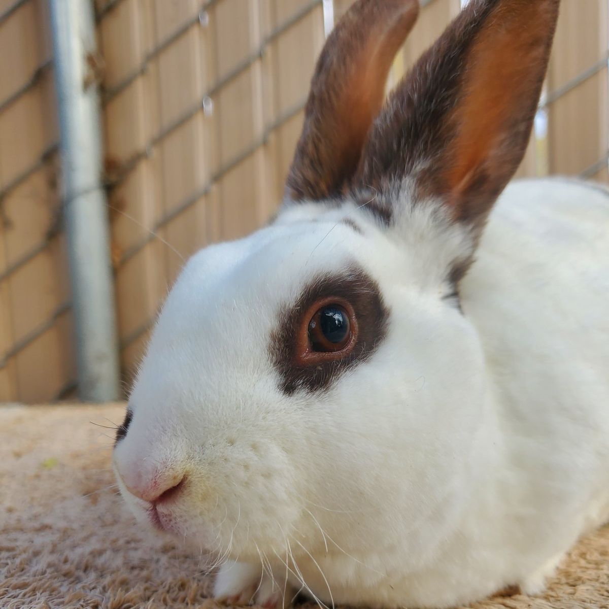 Broken Chocolate Self Purebred Mini Rex Buck Bunny