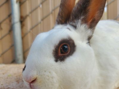Broken Chocolate Self Purebred Mini Rex Buck Bunny