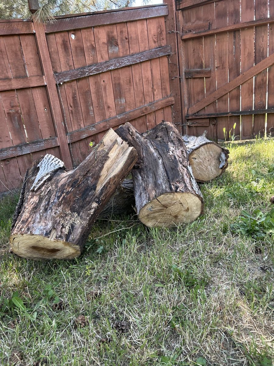 Free English Walnut Firewood