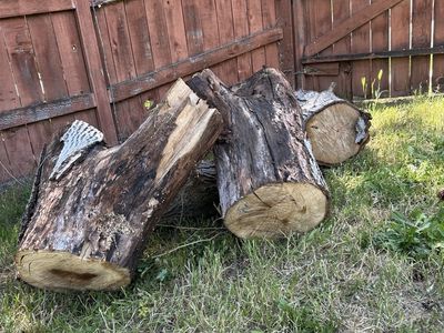Free English Walnut Firewood