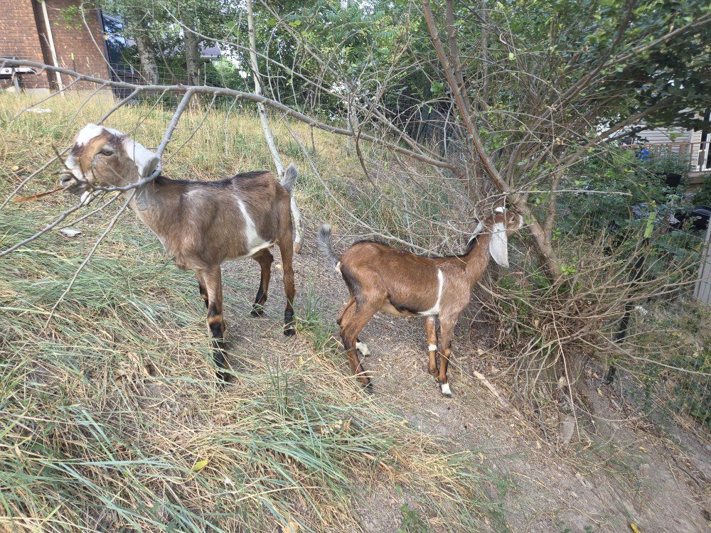 Two Nubian goats available- weed eaters, companion goat, calming goat. pasture pet- super friendly