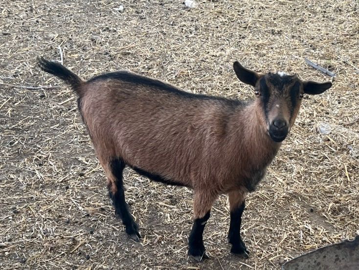 Nigerian Dwarf Doe