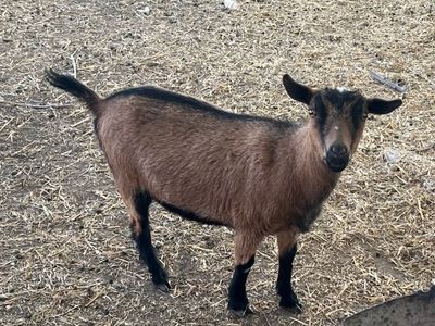 Nigerian Dwarf Doe
