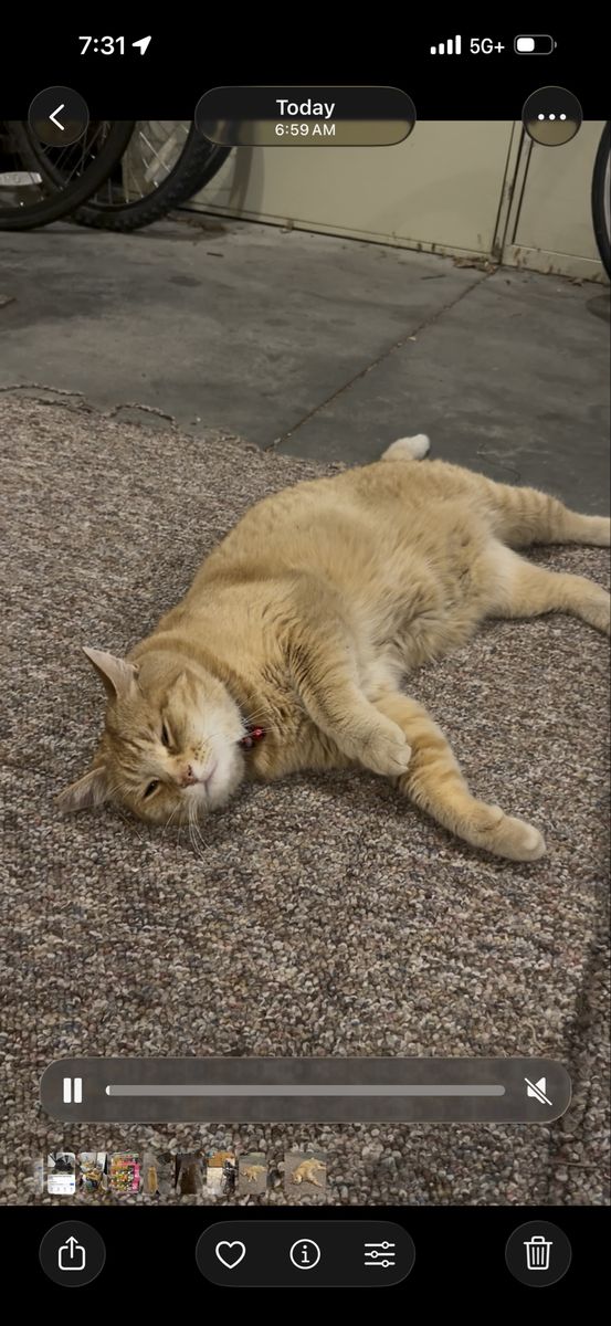 Pumpkin Needs a New Home