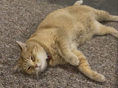 Pumpkin Needs a New Home