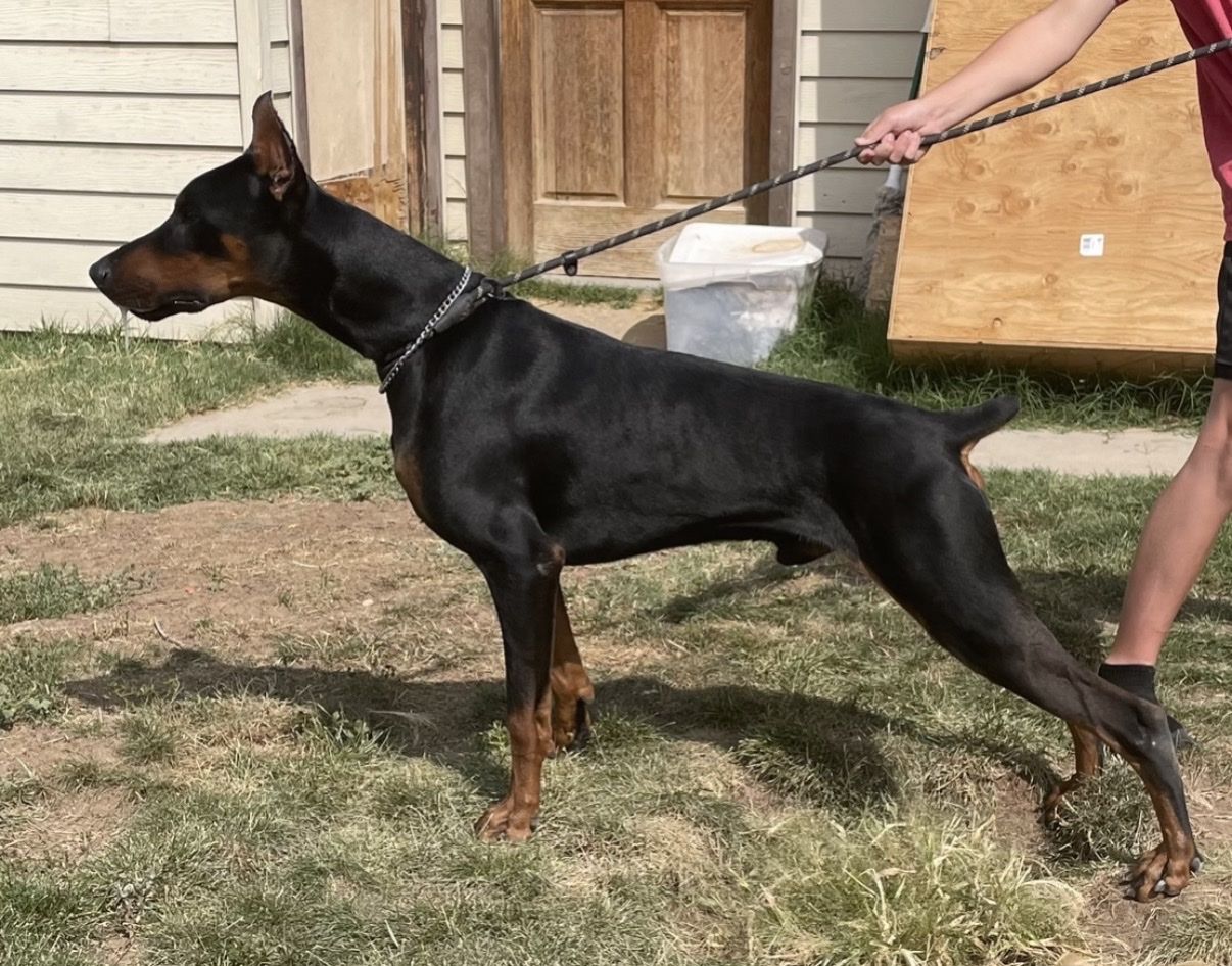 6-Year-Old Male Doberman Pinscher - Capo