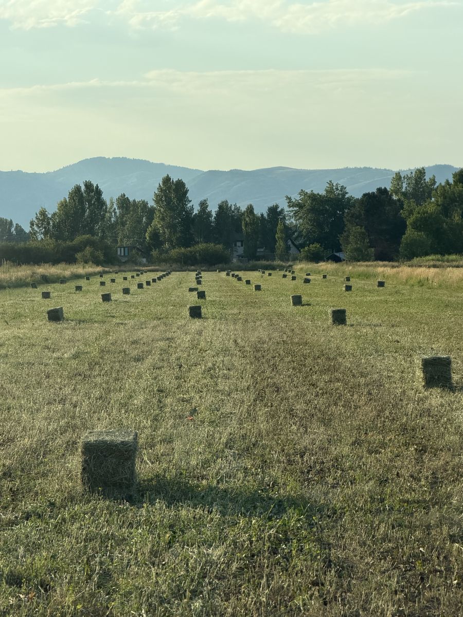 Alfalfa hay 