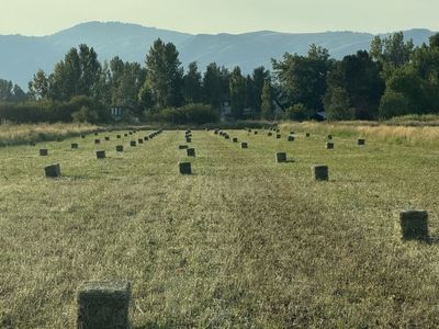 Alfalfa hay