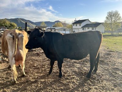 Black Angus Grass Fed Steer