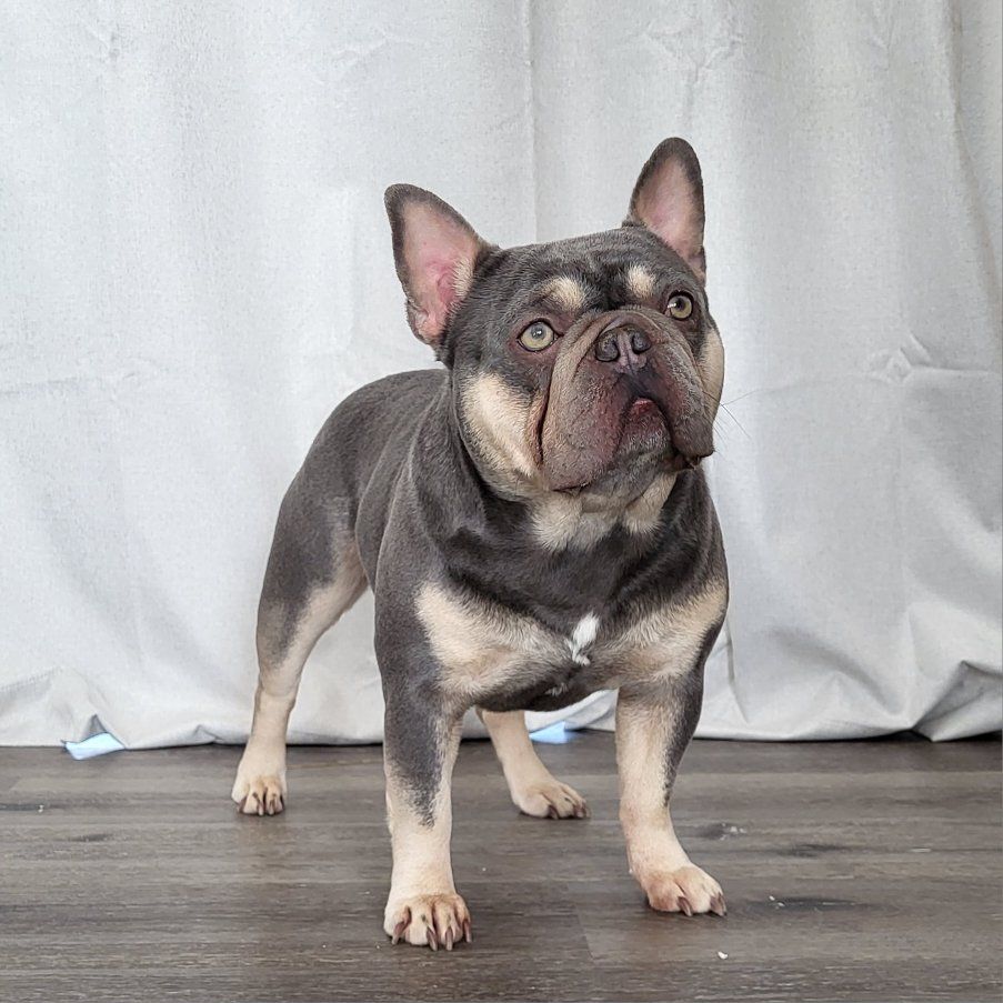 French Bulldog
