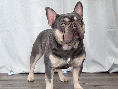 French Bulldog