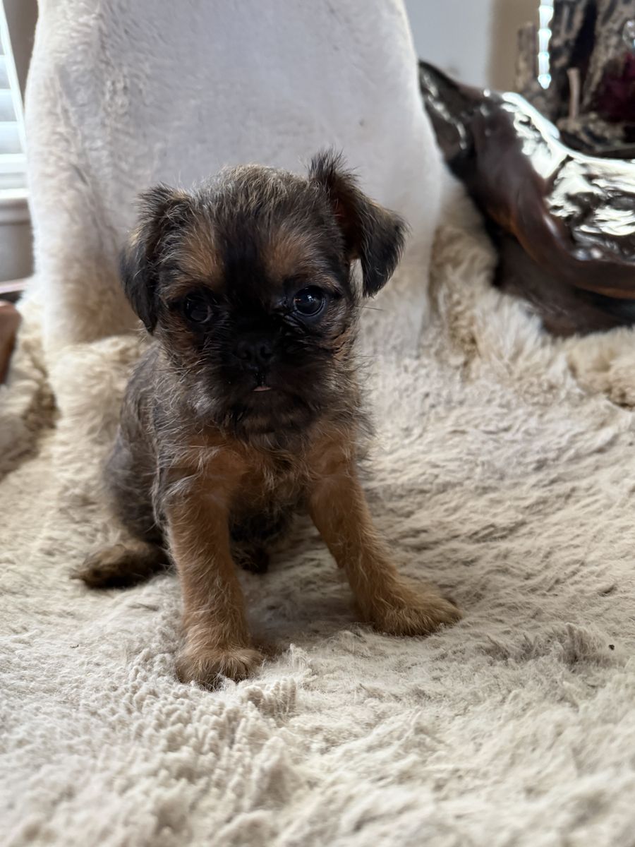 Brussels Griffon Pups