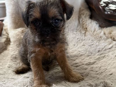 Brussels Griffon Pups