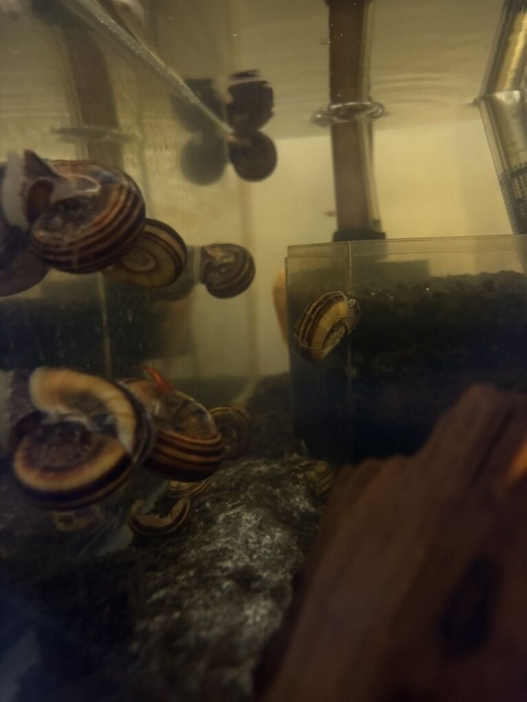3 Gaint Rams Horn Snails