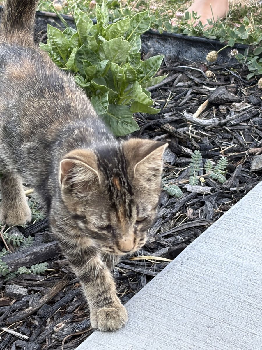 Shorthair Tabby Kitten