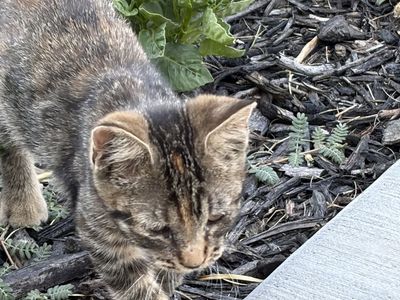 Shorthair Tabby Kitten