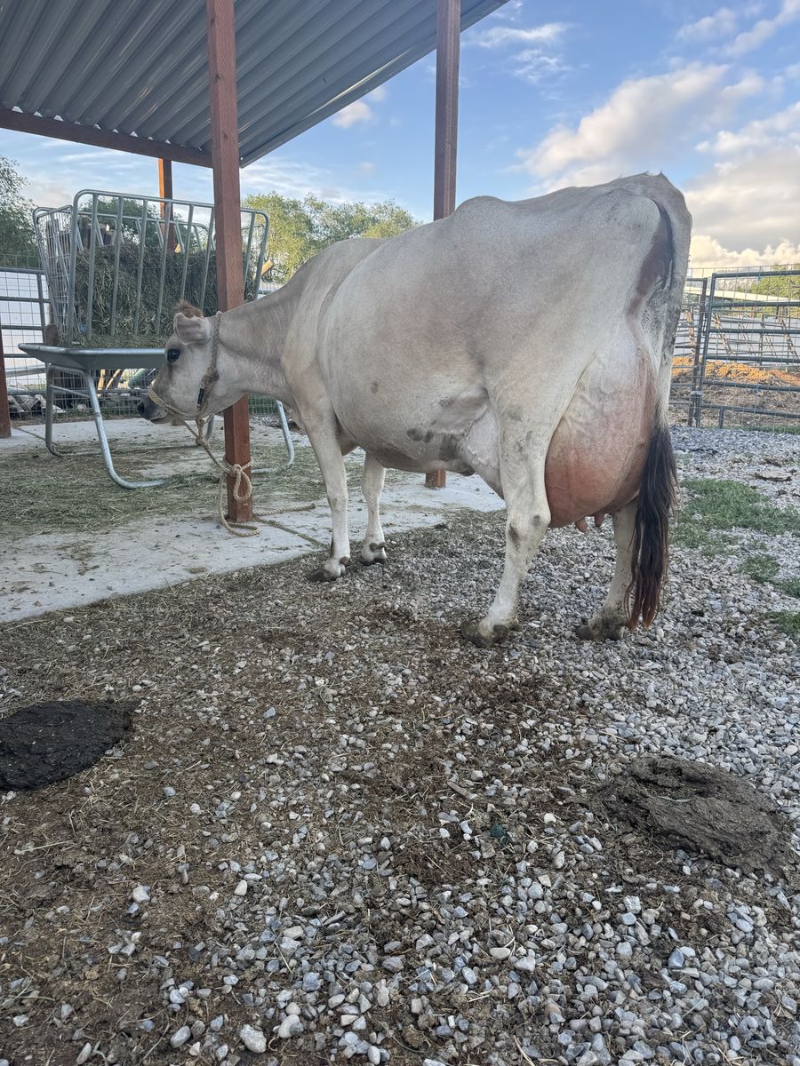 Jersey Cow/calf