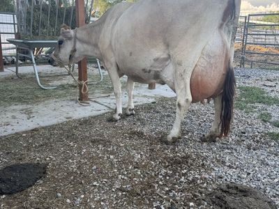 Jersey Cow/calf