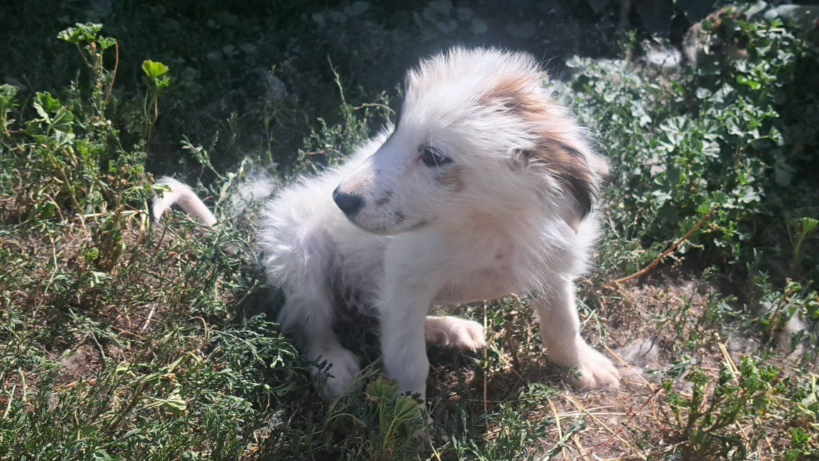 Great Pyrenees Border Collie puppy