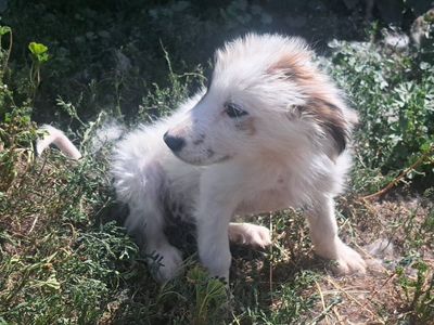 Great Pyrenees Border Collie puppy
